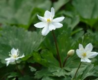 Clean white single flowers.